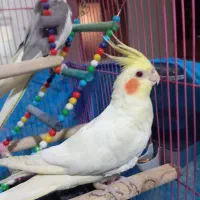 قیمت۴تومن|پرنده|الوند, |دیوار