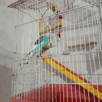 مرغ عشق نر و ماده
