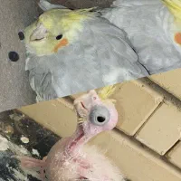 جوجه عروس هلندی سرلاکی