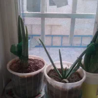 گل طبیعی|گل و گیاه طبیعی|میانه, |دیوار