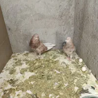 کبوتر|پرنده|تبریز, |دیوار