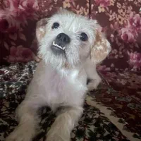 سگ مینیاتوری میکس پیت بول شیتزو (واگذاری)|سگ|تهران, جوادیه|دیوار