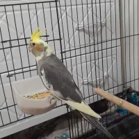 جوجه عروس هلندی