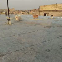 پامر روبایی نرو ماده