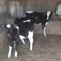 گوساله قطع شیر|حیوانات مزرعه|شیدا, |دیوار