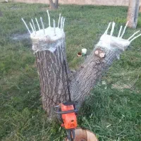 پیوند گردو|خدمات باغبانی و درختکاری|خرم‌آباد, |دیوار