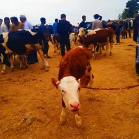 بهترین جنس کشور|حیوانات مزرعه|سیجوال, |دیوار