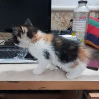 گربه|گربه|مشهد, یاس|دیوار