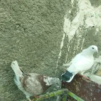 کبوترکینگ یامرغی.ومرغ عشق.لنده