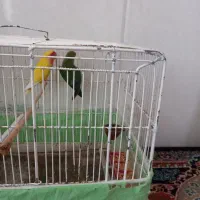 کوتوله جفت|پرنده|آران و بیدگل, |دیوار