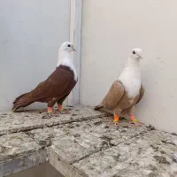 نروماده کلاغ کربلایی