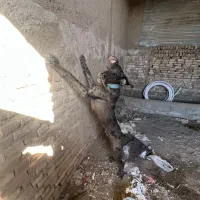 گریدین9ماهه شناسنامه دارواکسن خورده