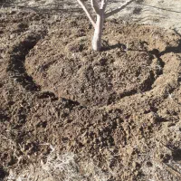 شخم زنی پایه درخت و زمین