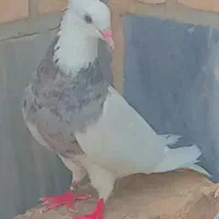 طوقی ماده گمشده داخل چاه سالم