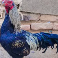 مرغ|حیوانات مزرعه|خاش, |دیوار