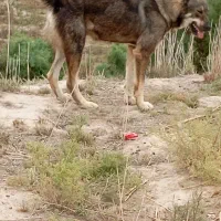 سگ گله