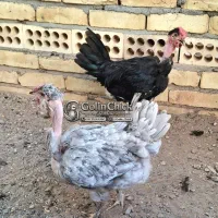 تخم مرغ نطفه دار گلین گردن لخت