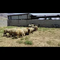 مال دونه دونه