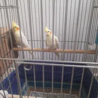 عروس هلندی لوتینو|پرنده|قدس, شهرقدس|دیوار