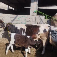 گاو گوساله دار نر 10کیلو شیر