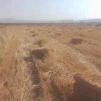 کاه گندم ابی