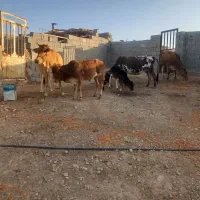 گاو گوساله|حیوانات مزرعه|شیراز, بازار|دیوار