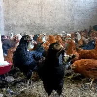 * فروش مرغ گلپایگانی اصل نژاد تخمگذار / تخفیف ویژه|حیوانات مزرعه|کاشان, خرمدشت|دیوار
