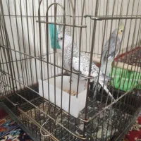 عروس هلندی نر و ماده سخن گو