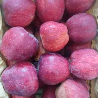 سیب قرمز و سفید|خوردنی و آشامیدنی|مشگین شهر, |دیوار