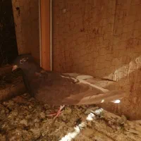 دمسفید و سینه ای|پرنده|اهواز, شهرک برق|دیوار