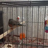 یک جفت فنج|پرنده|تبریز, |دیوار