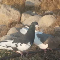 کبوتر|پرنده|شیراز, شهرک بزین|دیوار