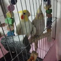 عروس هلندی سخنگو