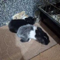 بچه خرگوش زیبا