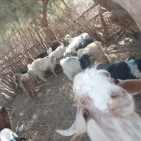 ده عدد کهره نر|حیوانات مزرعه|صوغان, |دیوار