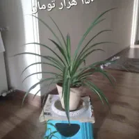 گل های آپارتمانی|گل و گیاه طبیعی|کرج, فاز ۳ مهرشهر|دیوار