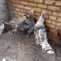 سه عدد بغلمون دوتا ماده ویک نر به فروش می‌رسد