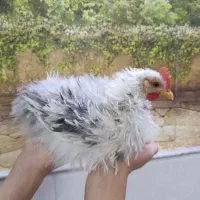 مرغ وخروس فری تخم گذاروبلدرچین نروماده