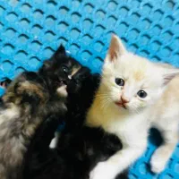 واگذاری گربه ناز خونگی|گربه|کرمان, |دیوار