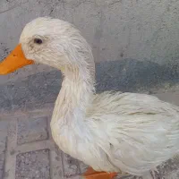 اردک .فروشی.