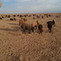 تعداد ۴۰ رس گوسفنده  با بره ماده|حیوانات مزرعه|قزوین, |دیوار