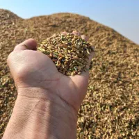 برنج عنبربو و دمسیاه درجه ۱