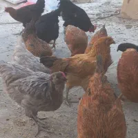 مرغ و خروس|حیوانات مزرعه|قم, باجک دو|دیوار
