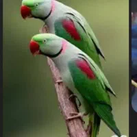 شاه طوطی