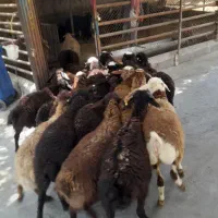 دام صداقت جایگاه معتبر زنده