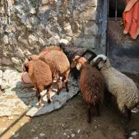 گوسفند یا کاور ماده