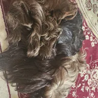 کلاه گیس