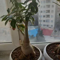 گیاه بونسای و بنجامین