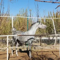 اسب عرب وارداتی، کره ،نریان