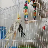 عروس هلندی با قفس|پرنده|سهند, |دیوار